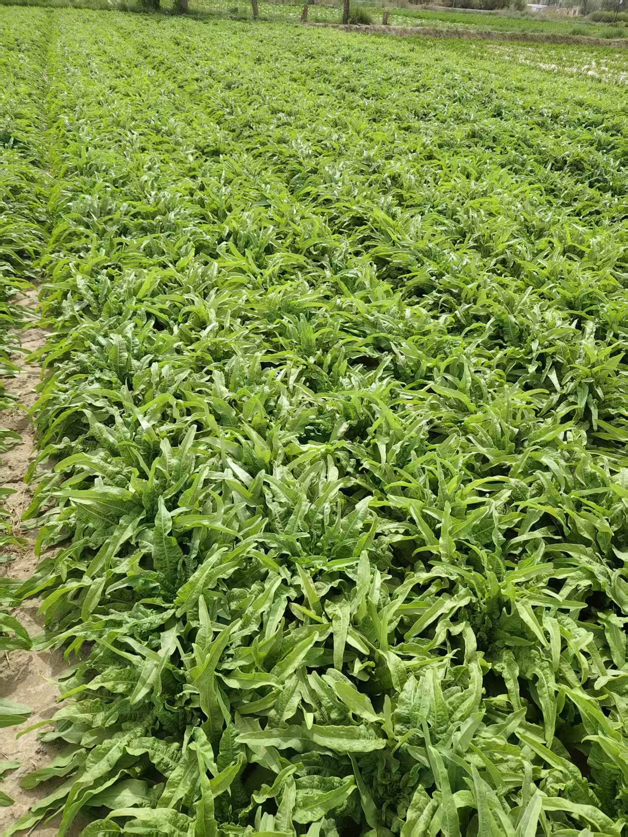 Farm